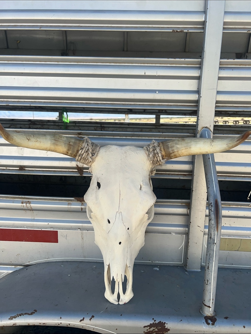 Cow Skull With Horns
